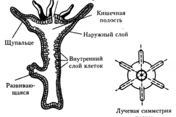 Ссылка на кракен 2024